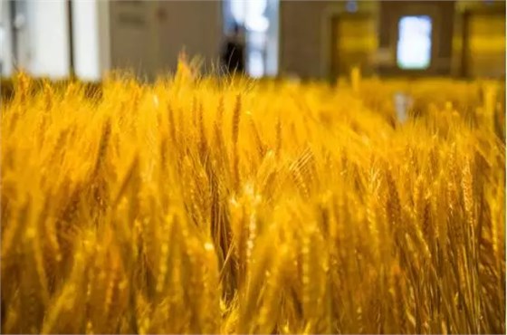 金色麥浪+歐式教堂，入秋美出新高度