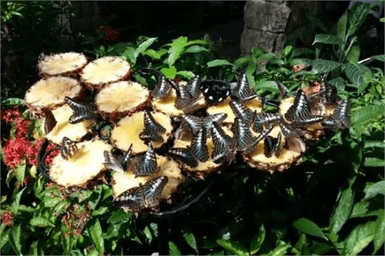 連蝴蝶也有？世界上首家機(jī)場(chǎng)蝴蝶生態(tài)園