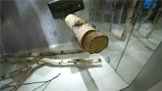 Windows Display Windows Display