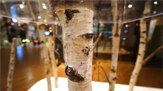 Visual Merchandising Visual Merchandising