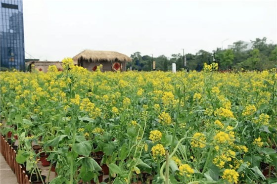 深圳龍華星河iCO 深圳龍華星河iCO