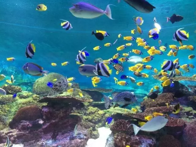 韓國(guó)COEX MALL