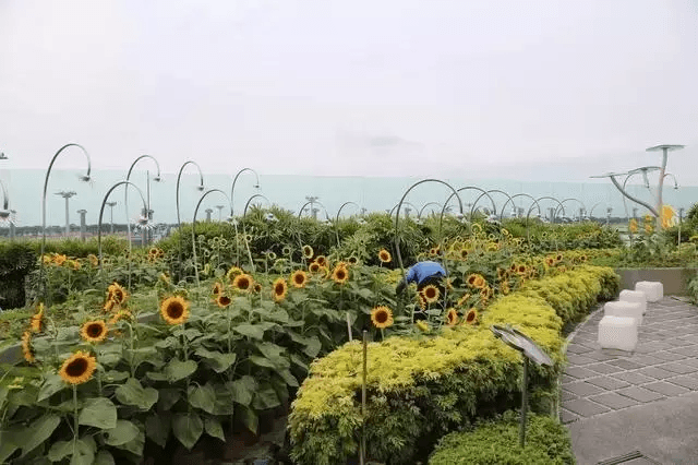 太意外！室外吸煙區(qū)居然種滿(mǎn)了向日葵