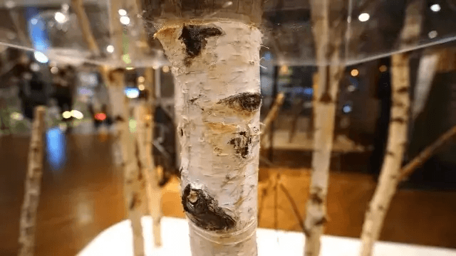 Visual Merchandising